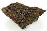 Fossil Tyrannosaur (T rex) Bone Section - Wyoming #314040-1